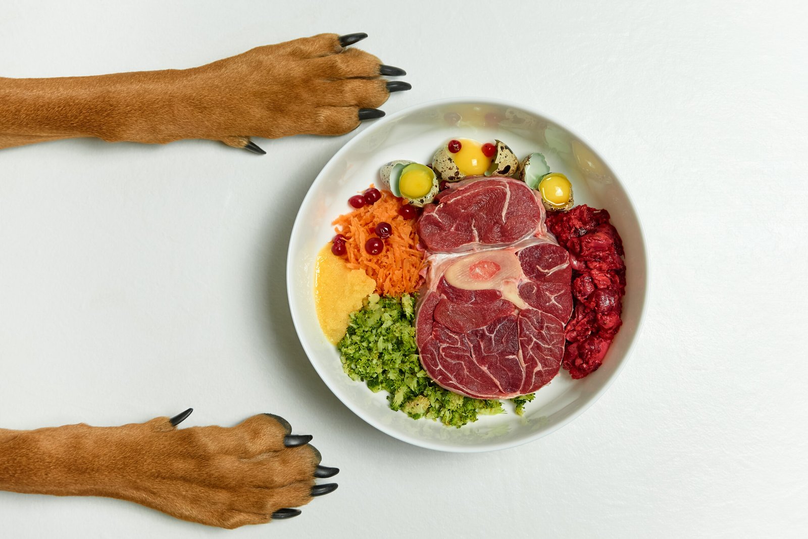 Human-grade dog food in the USA
