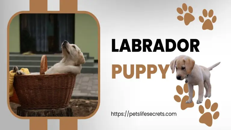 Labrador-puppy