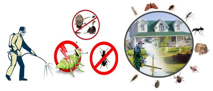 Reliable Pest Control in Lahore Near You