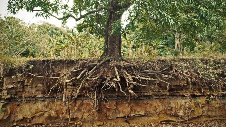 Tree Root Ingress