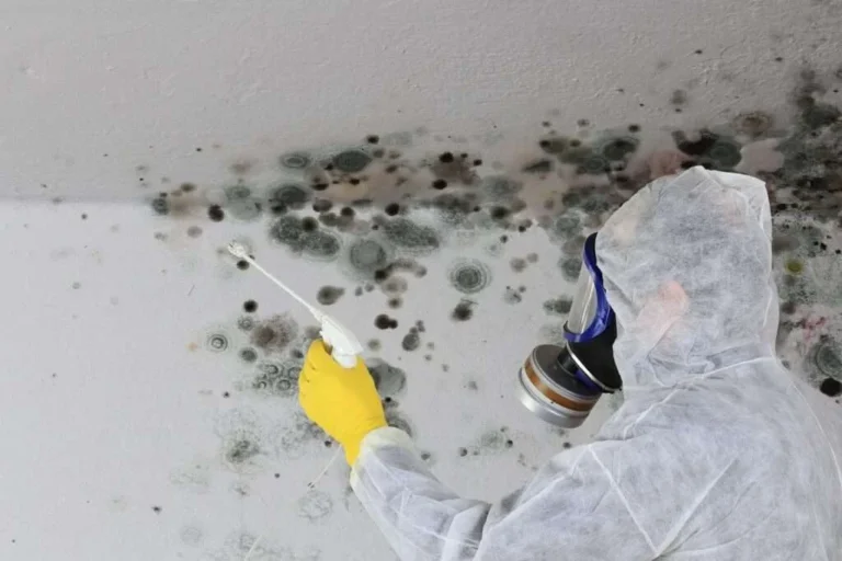Expert Mold Removal