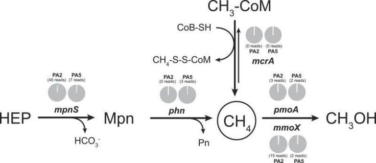 exploring-the-methane-cycling-through-metagenomic-sequencing-1